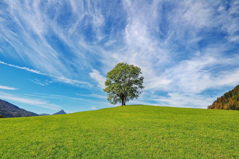 Frühjahrszeit ist Pflegezeit – So bereitest du deine Bäume auf den Sommer vor